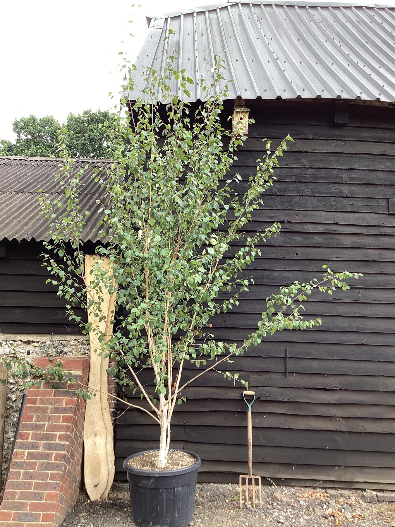 Betula utilis jacquemontii | Himalayan Birch Multistem - 300-400cm, 50lt