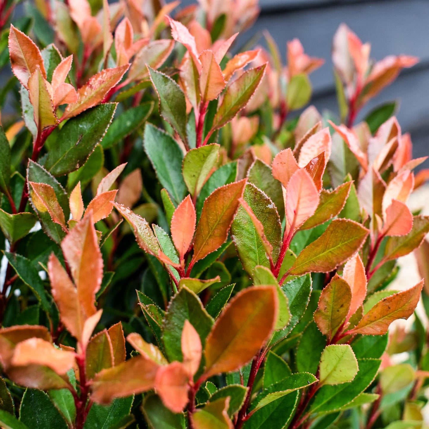 Photinia fraseri Chico - Bush - Height 40-50cm - 9lt