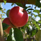 Apple tree 'Discovery' | Malus domestica - MM106 - Semi-Dwarfing - Height 140-150cm - 20lt