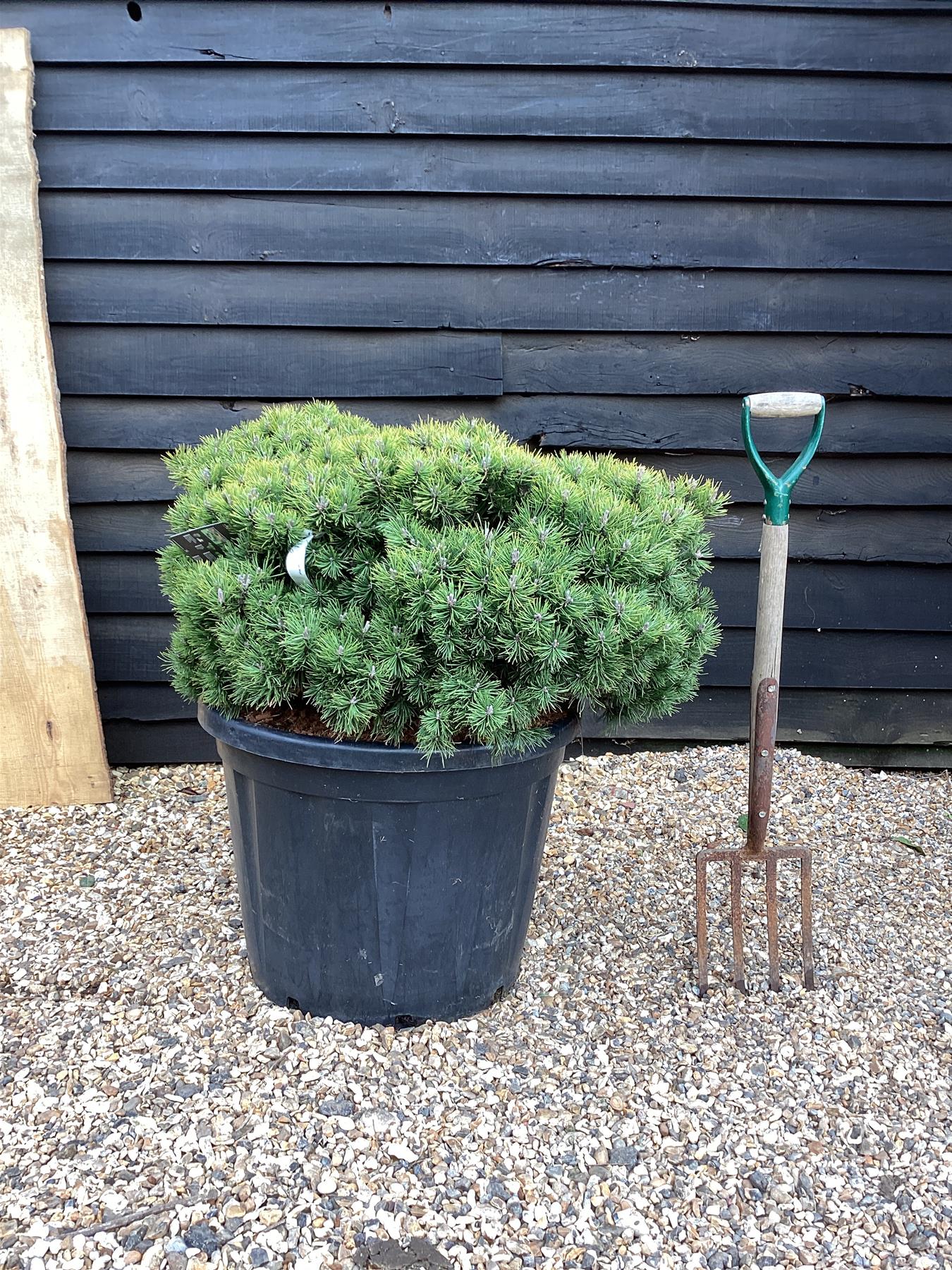 Pinus Mugo 'Mops' - Height 100cm - Width 80-95cm - 110lt