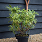 Rhododendron 'Golden Green Gift' - Shrub - Height 50-70cm - 10lt