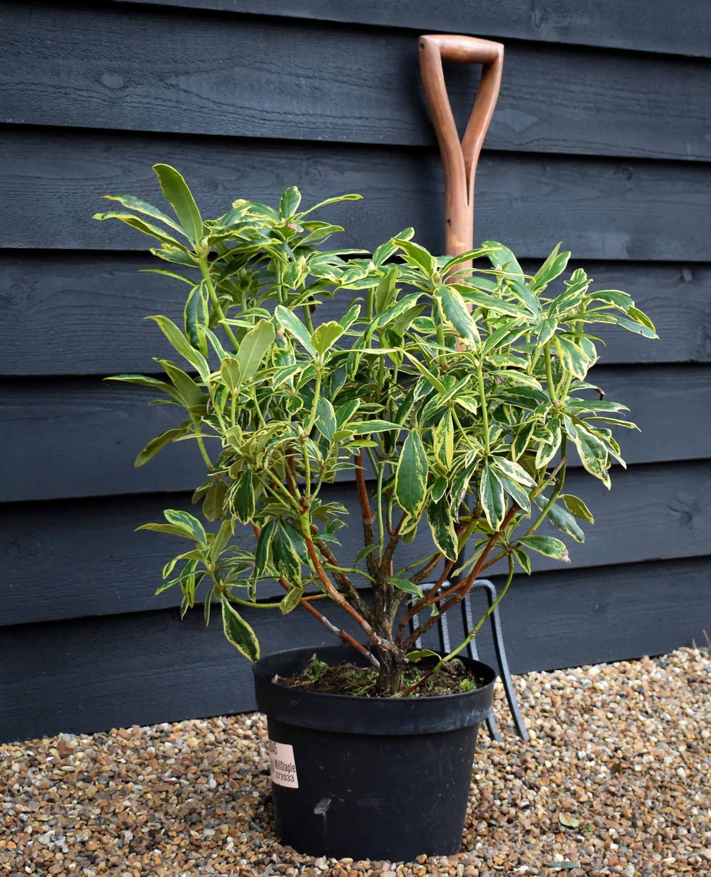 Rhododendron 'Golden Green Gift' - Shrub - Height 50-70cm - 10lt