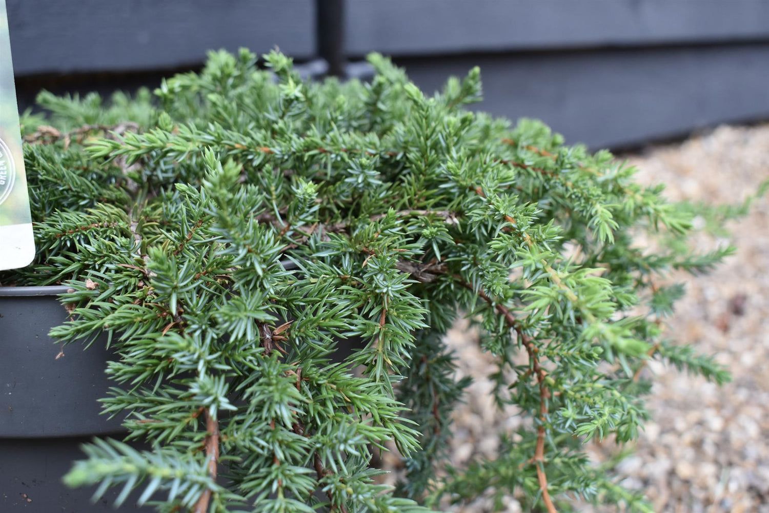 Juniperus communis 'Greenmantle' - Width - 60-70cm - Height 10cm - 7.5lt