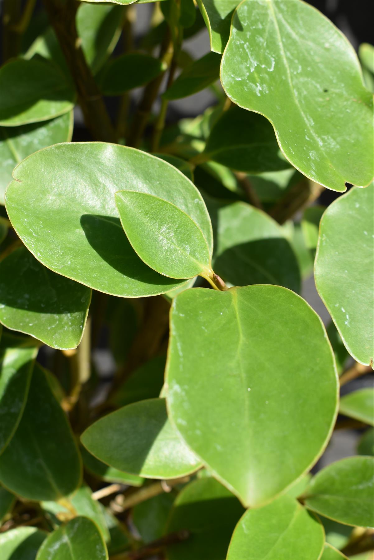 Griselinia littoralis - Shrub -  60-90cm - 5lt