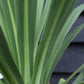 Cordyline australis (cabbage palm) - Height 160-170cm - 30lt