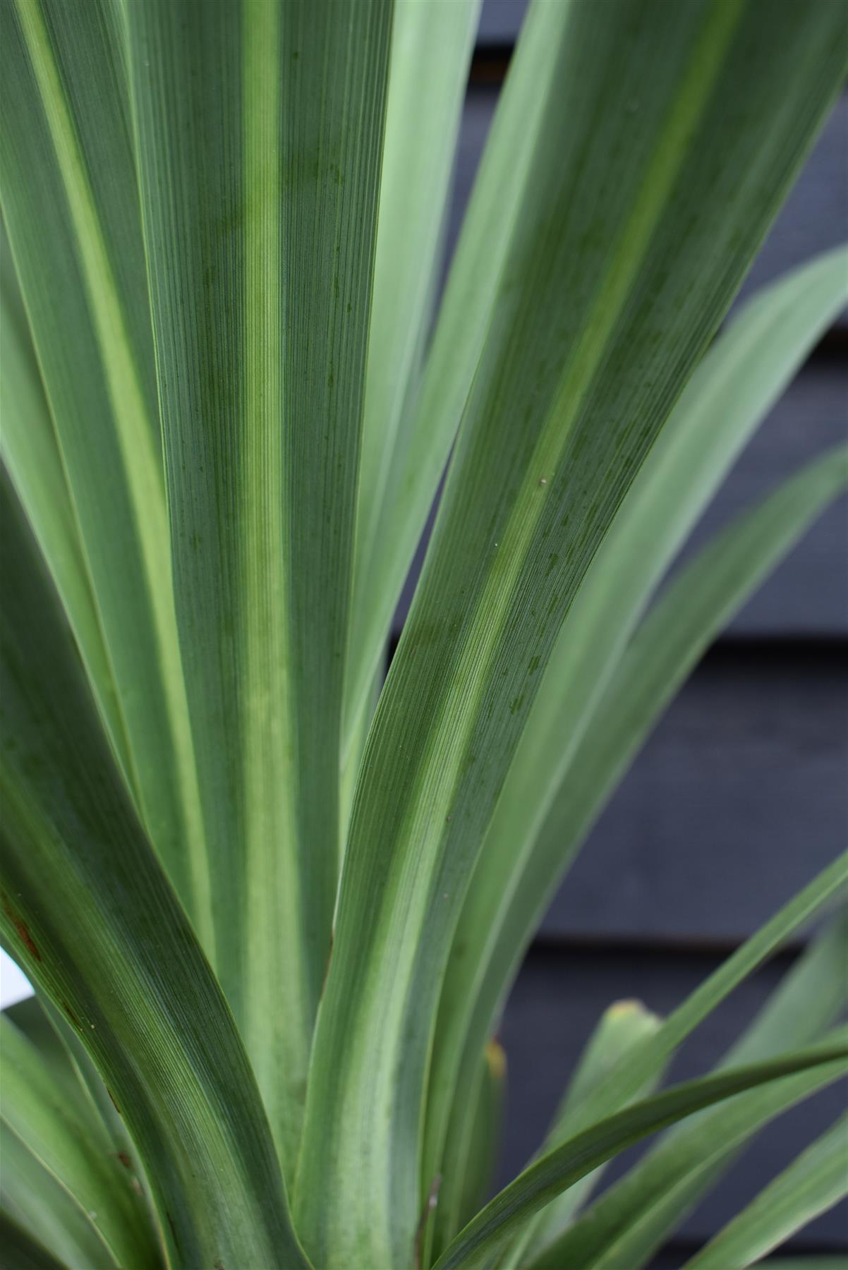 Cordyline australis (cabbage palm) - Height 160-170cm - 30lt