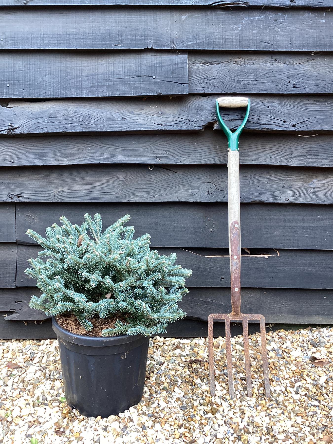 Abies koreana 'Blue Emperor' | Korean fir 'Blue Emperor' - Height - 50cm Width 30-40cm - 18lt