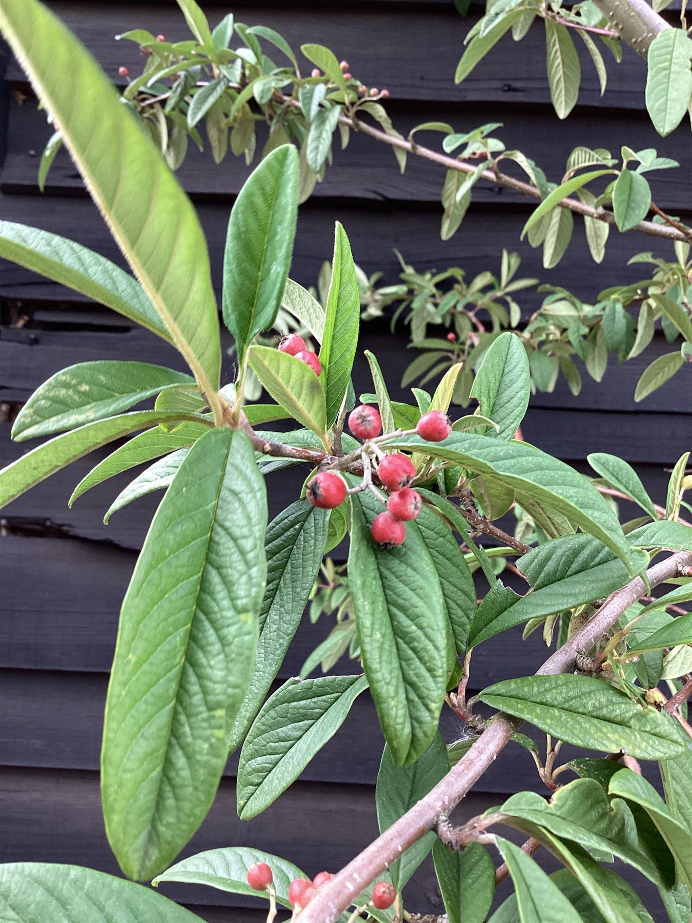 Cotoneaster 'Cornubia' 3/4 std Clear Stem - 300-350cm, 50lt