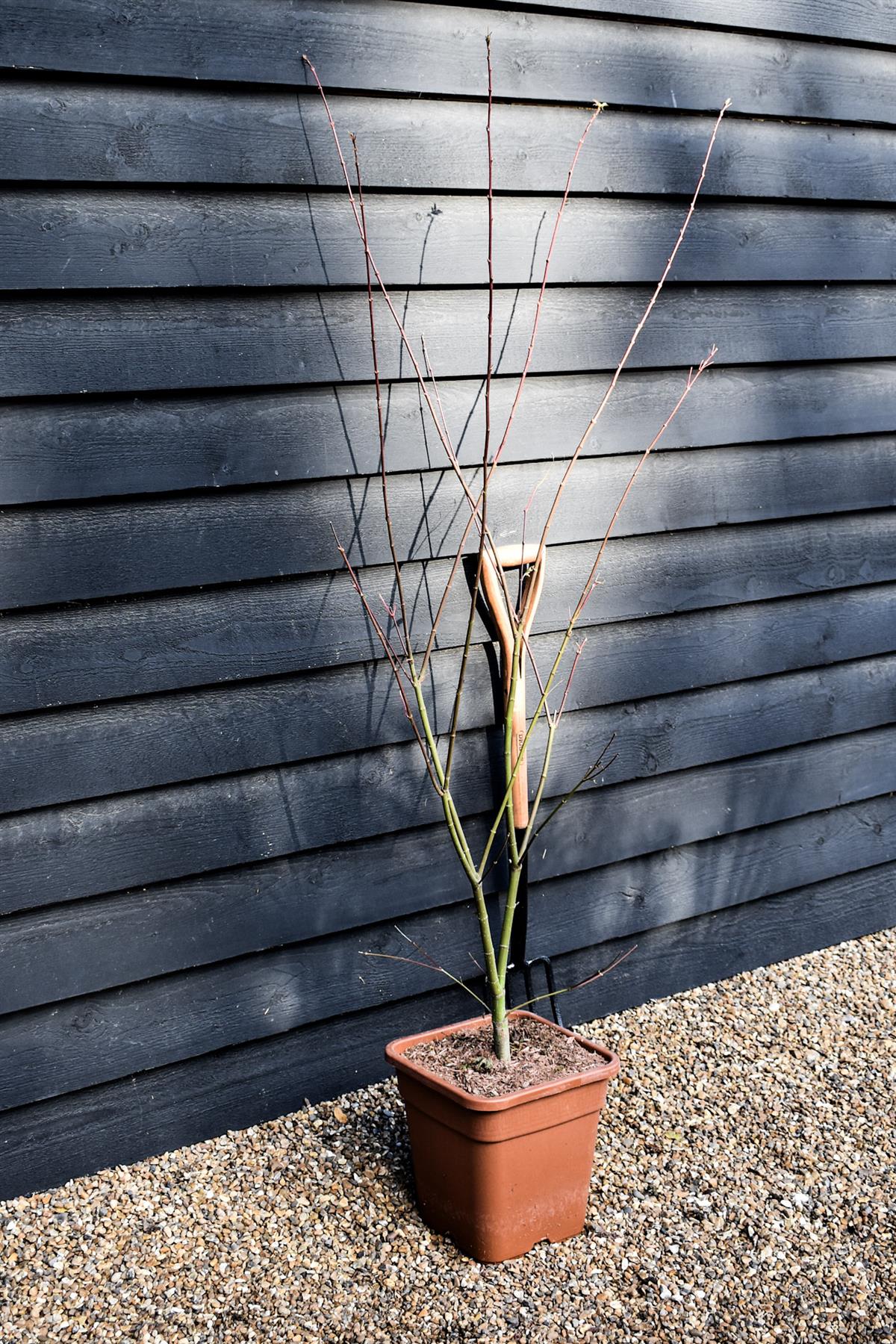 Japanese maple 'Brown Sugar' | Acer palmatum 'Brown Sugar' - Height 150-160cm - 20-25lt