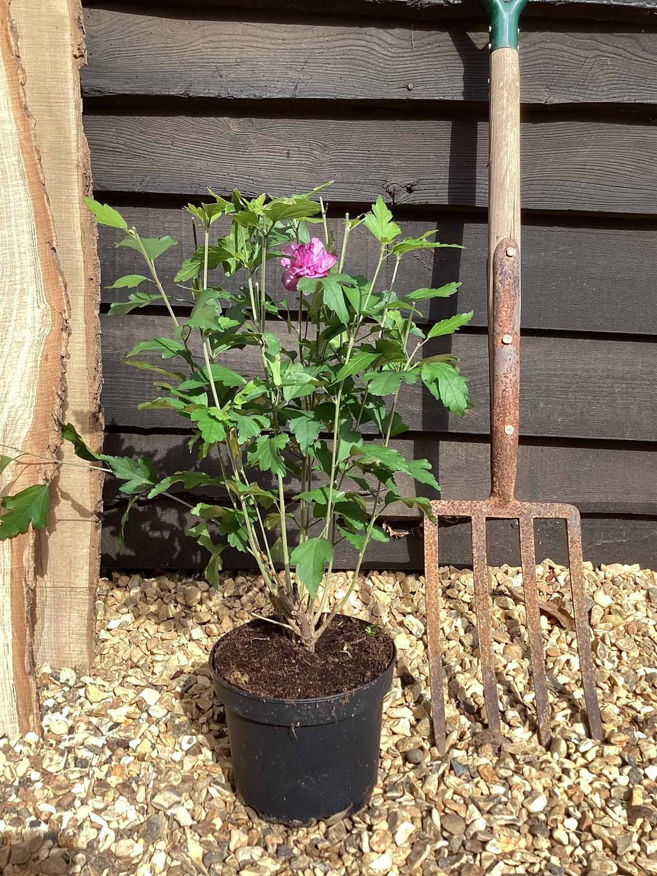 Hibiscus syriacus 'Ardens' | Rose of Sharon 'Ardens' - 50-60cm, 3lt