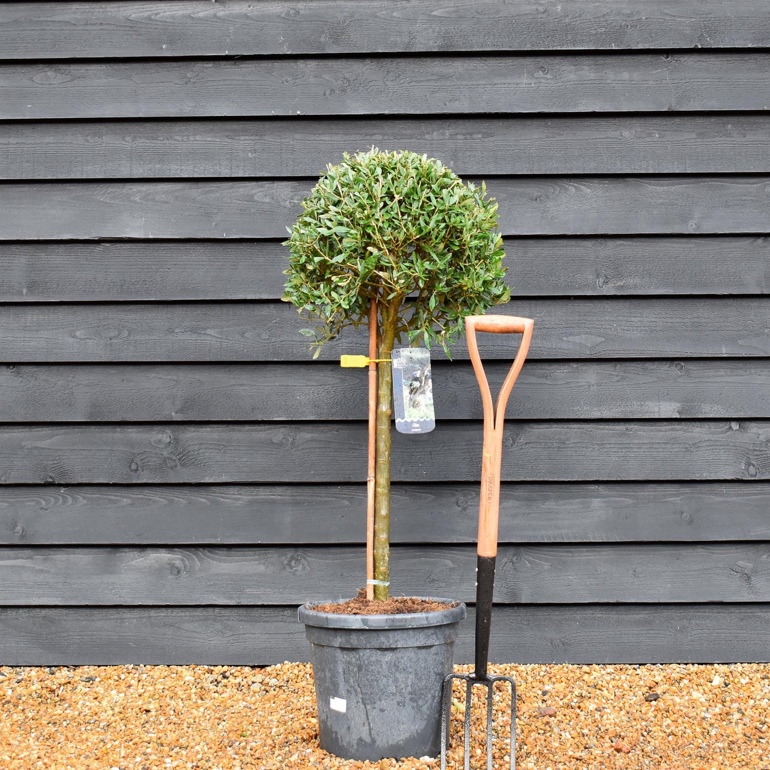 Olive Tree |Olea Europea - Clear Stem 50-60cm - Girth 16-18cm - 170-190cm - 25lt