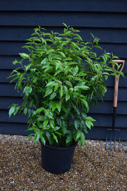 Portuguese Laurel | Prunus lusitanica - Bushy - 140-160cm - 20lt