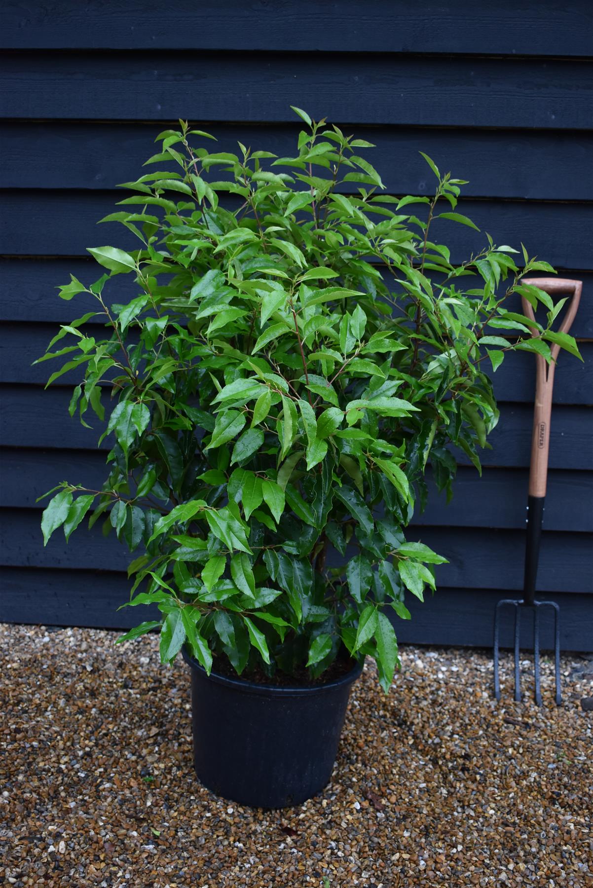 Portuguese Laurel | Prunus lusitanica - Bushy - 140-160cm - 20lt