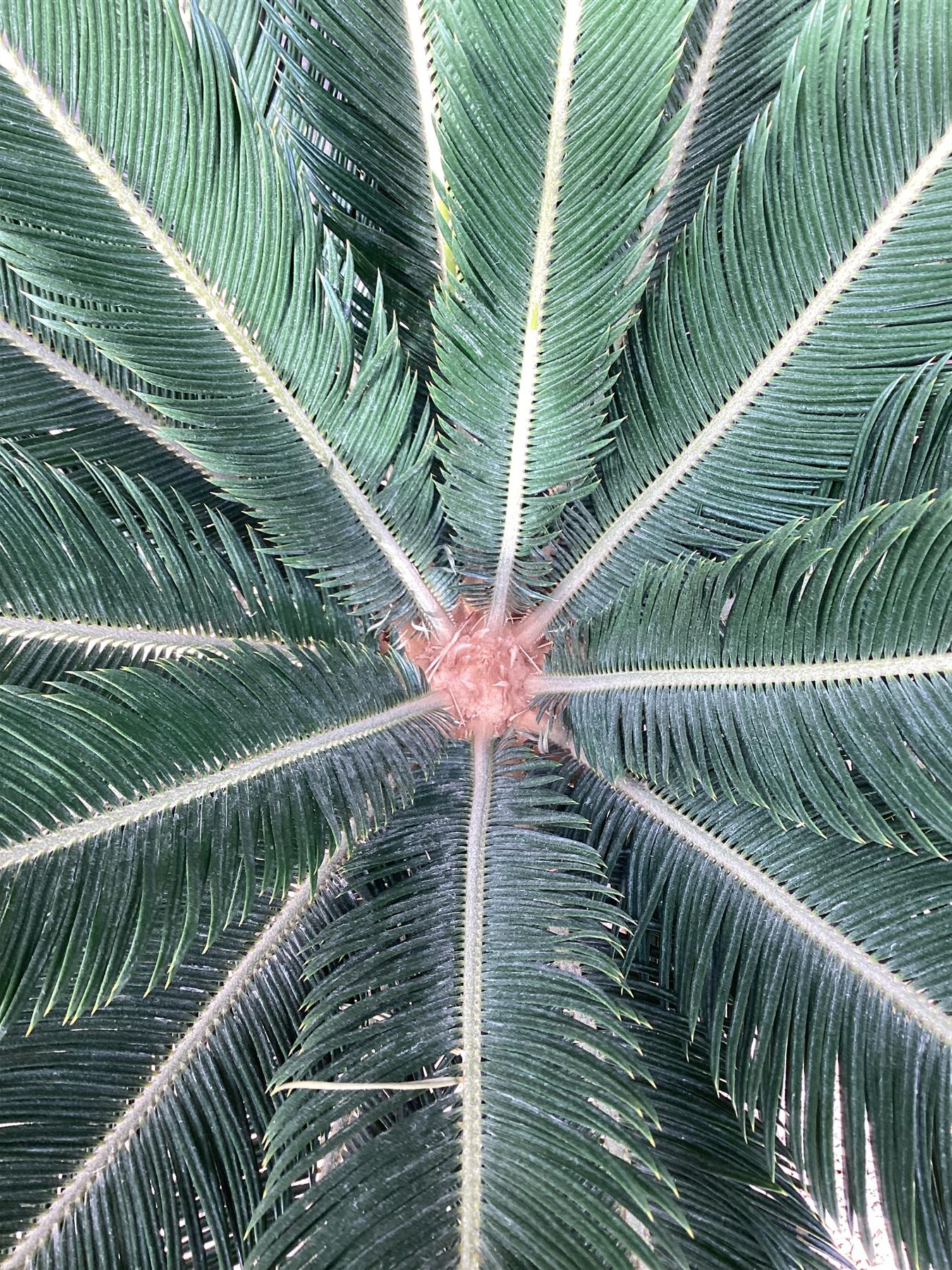 Cycas revoluta | King sago palm - 140-150cm - 70cm