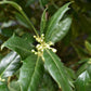 Ilex Nellie R Stevens | Holly 'Nellie R. Stevens' - Height 240-260cm - 90lt