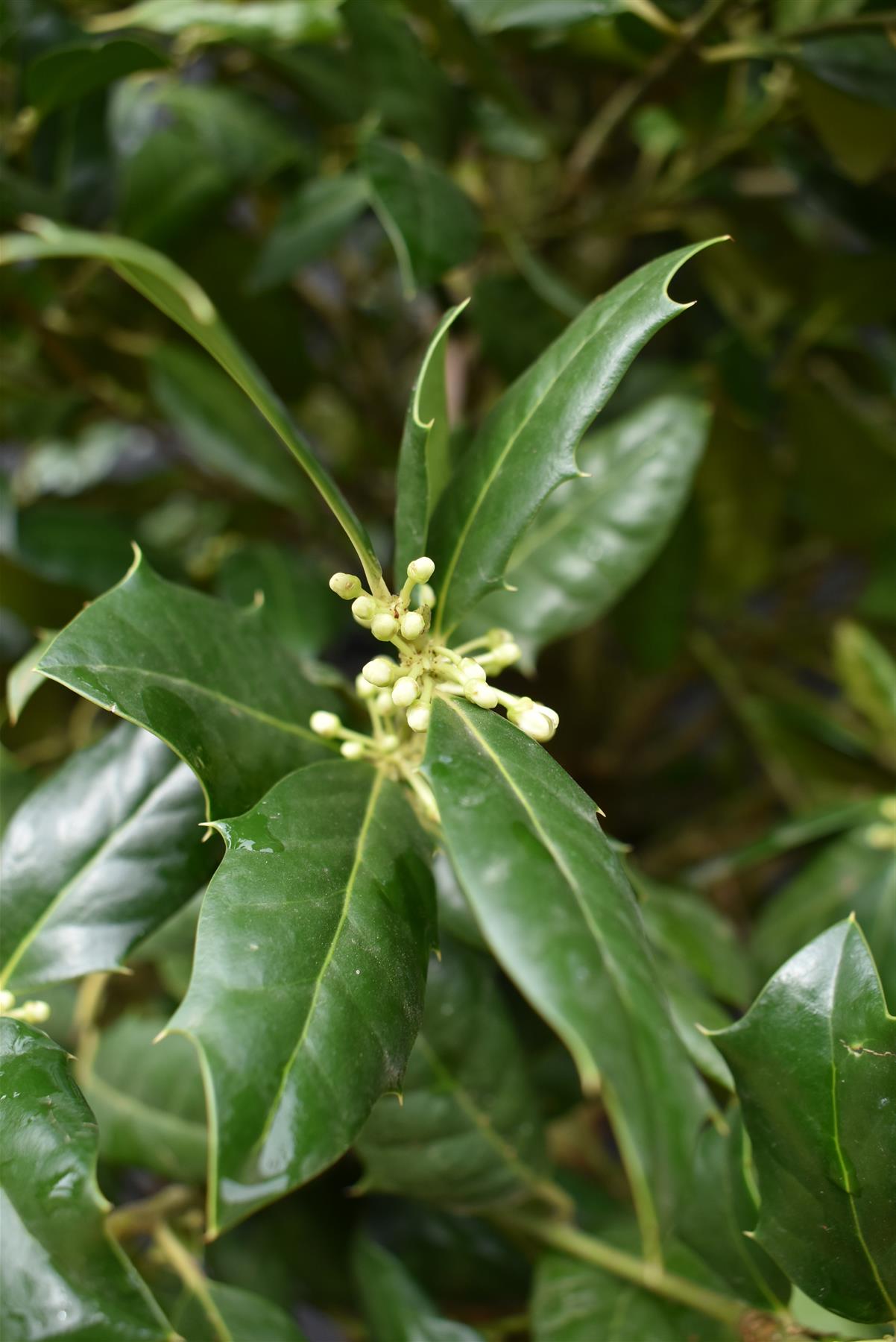 Ilex Nellie R Stevens | Holly 'Nellie R. Stevens' - Height 240-260cm - 90lt