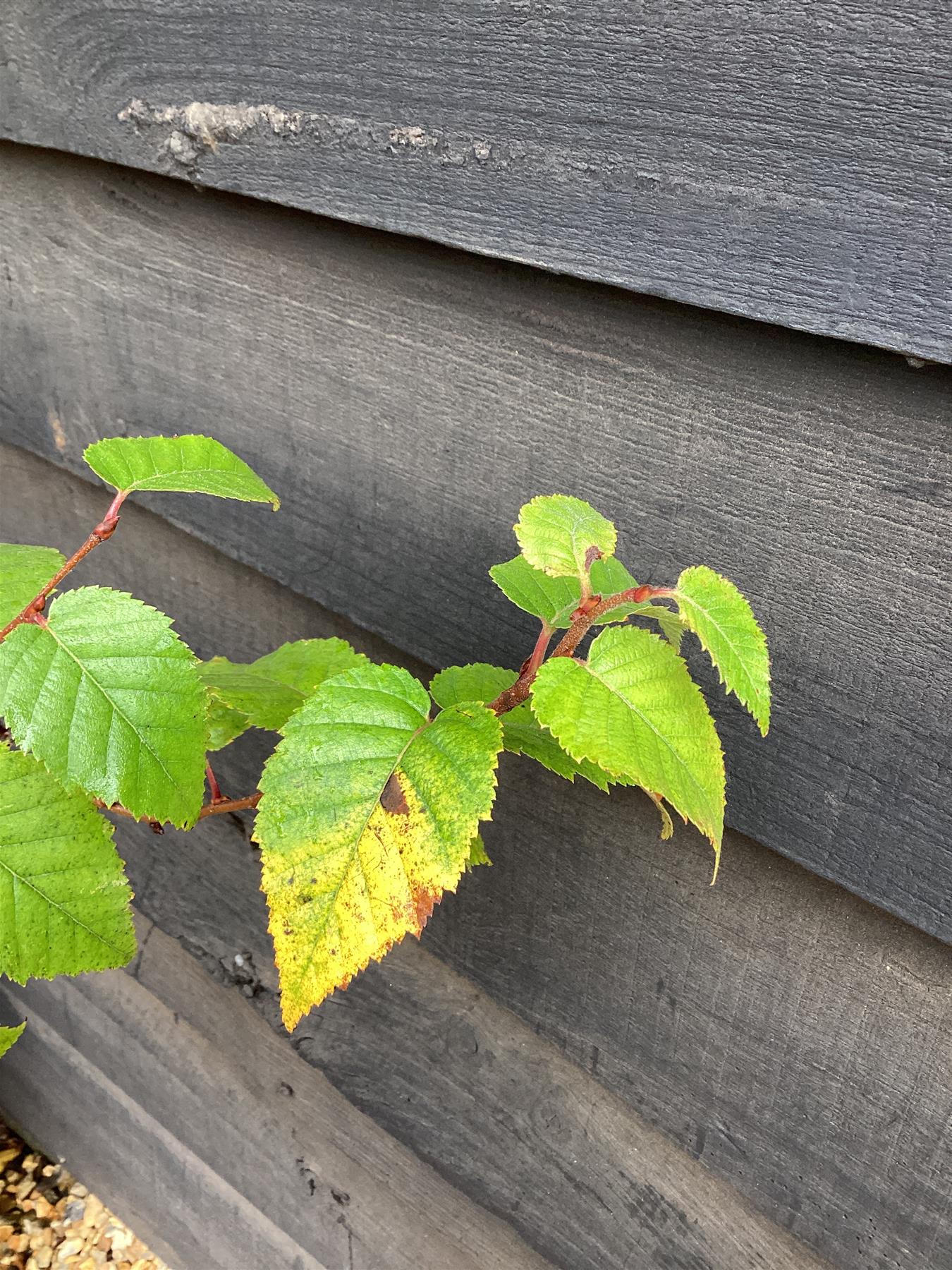 Betula albosinensis 'Fascination' | Chinese Red Birch - 200-250cm, 20lt