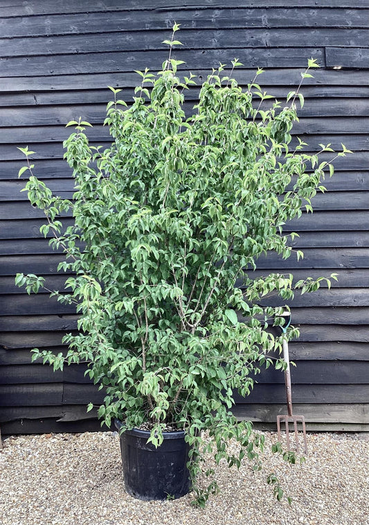 Cornus Mas | Cornelian Cherry - 200cm, 55lt