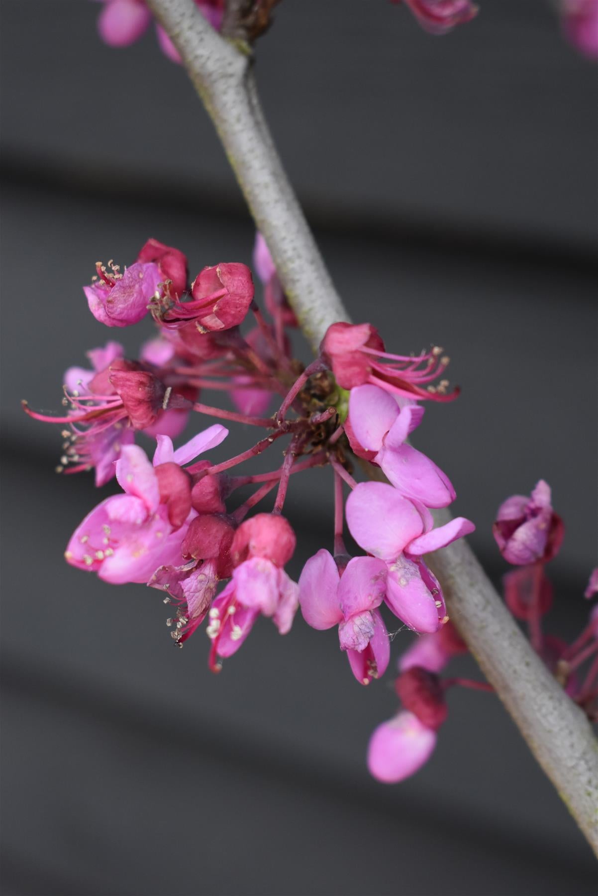 Judas tree | Cercis siliquastrum - Girth 5-6cm - 290-300cm - 30lt