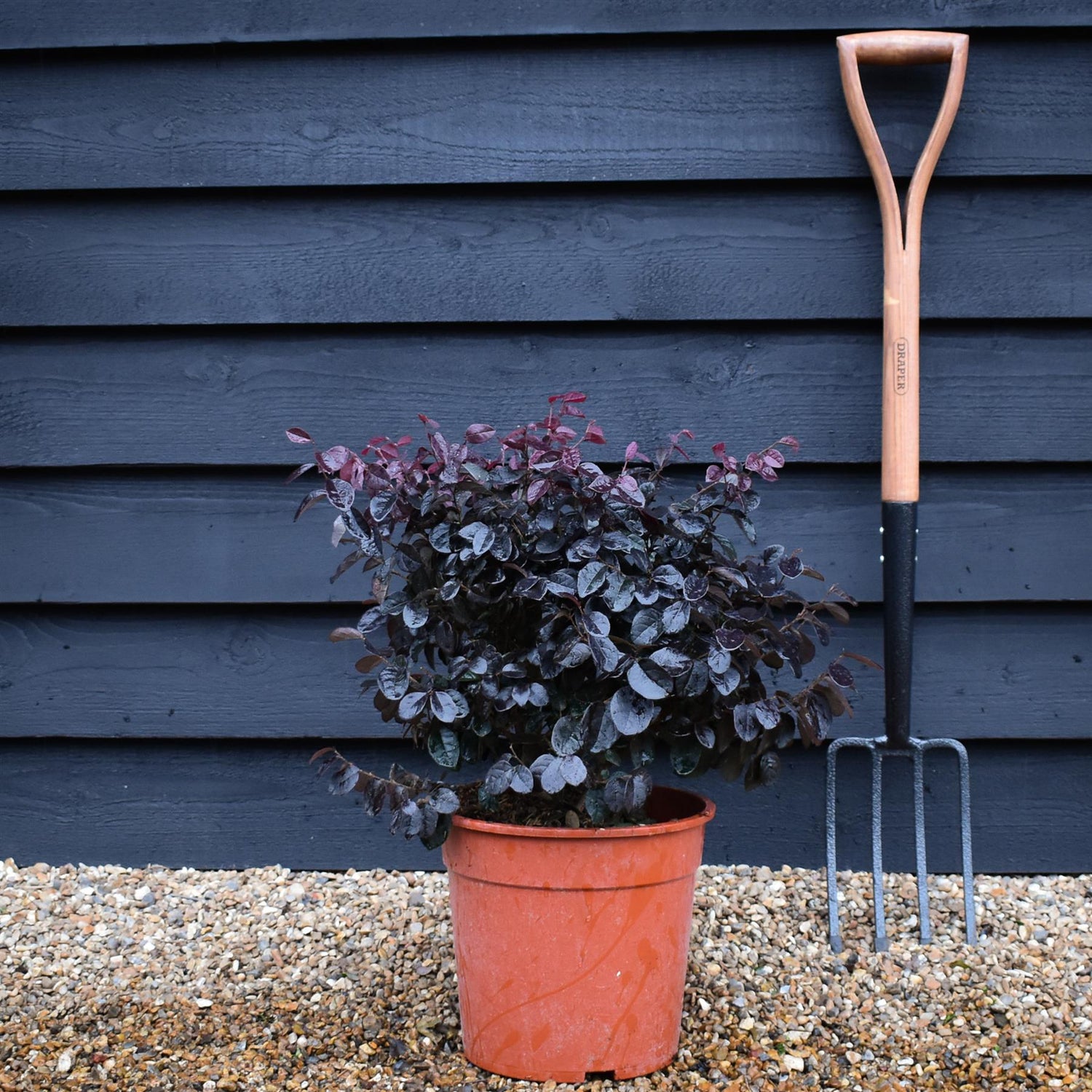 Loropetalum chinense 'Ever Red' | Chinese Fringe Flower - Bush - Height 40-50cm - 9lt