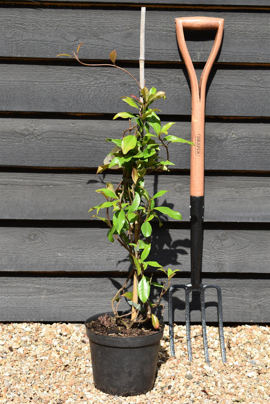 Trachelospermum Jasminoides 'Star of Toscana' - 60-90cm - 4lt