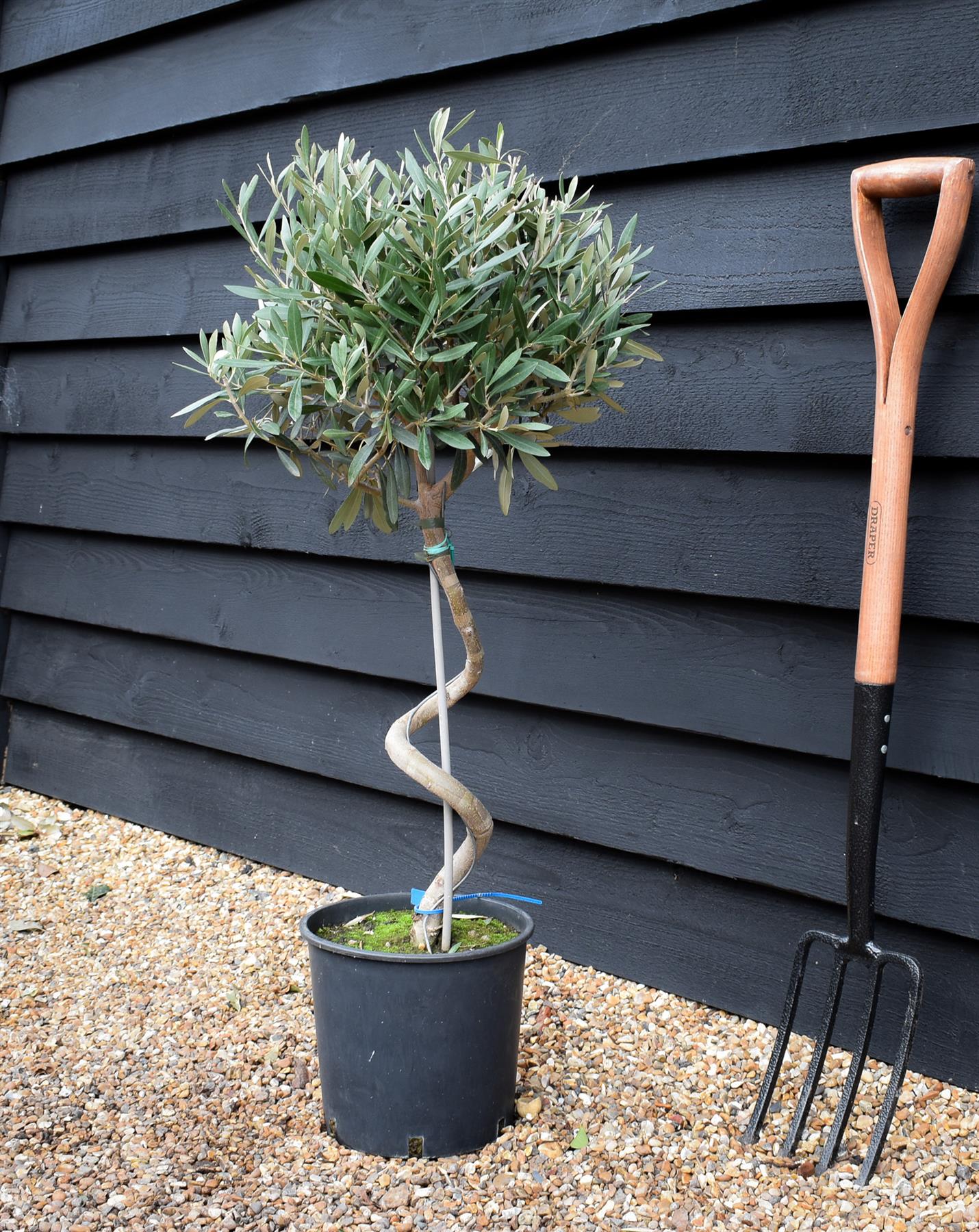 Olive Tree | Olea Europea - Stem - Spiral - Height - 90-100cm - 7lt