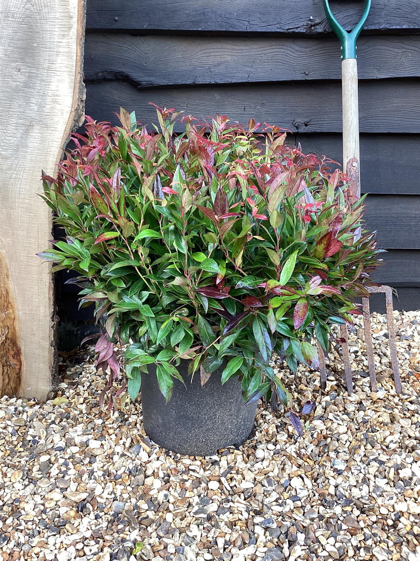 Leucothoe Scarletta ('Zeblid') | Switch Ivy - 50-60cm, 7lt