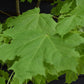 Acer Platanoides Princeton Gold | Norway maple, 1/2 std Clear Stem - 190-210cm, 30lt