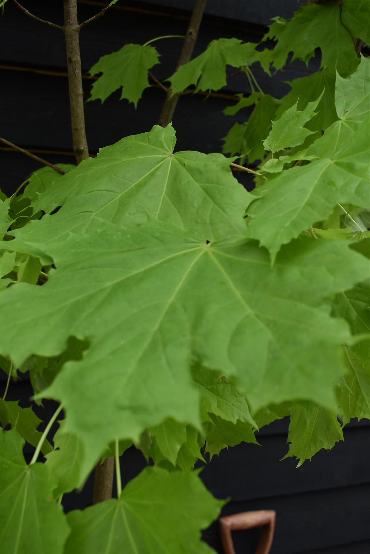 Acer Platanoides Princeton Gold | Norway maple, 1/2 std Clear Stem - 190-210cm, 30lt