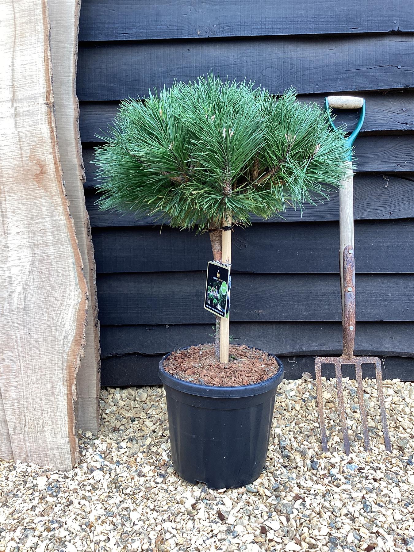 Pinus Nigra 'Brepo' | Dwarf Austrian Pine - Stem - ST30 - 100-110cm, 18lt