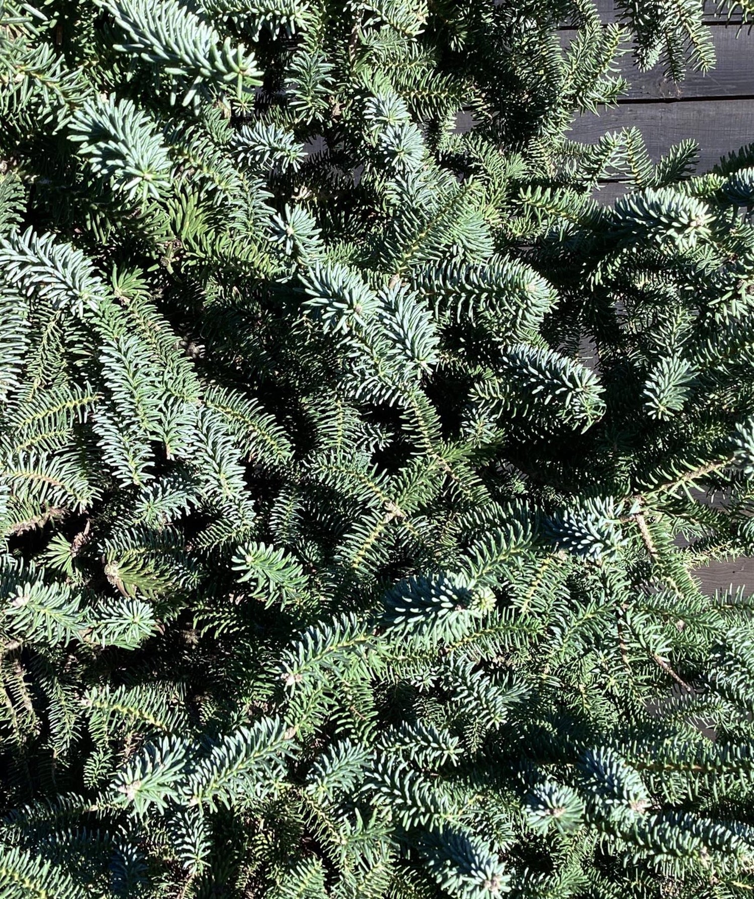 Abies Pinsapo Glauca | Blue Spanish fir - Height 380-420cm, 230lt