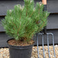 Pinus mugo mughus |Dwarf Mountain Pine - Height 40-60cm - 5lt