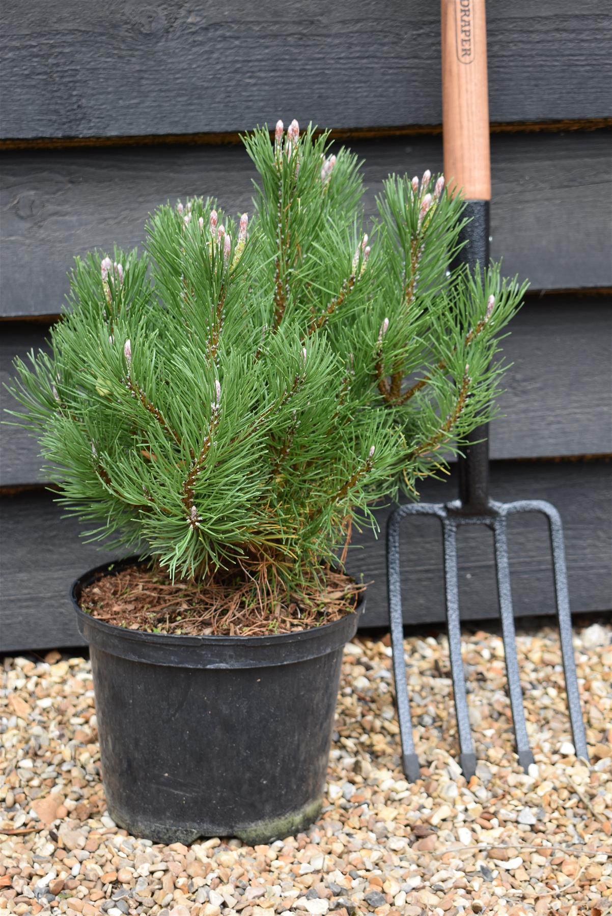 Pinus mugo mughus |Dwarf Mountain Pine - Height 40-60cm - 5lt