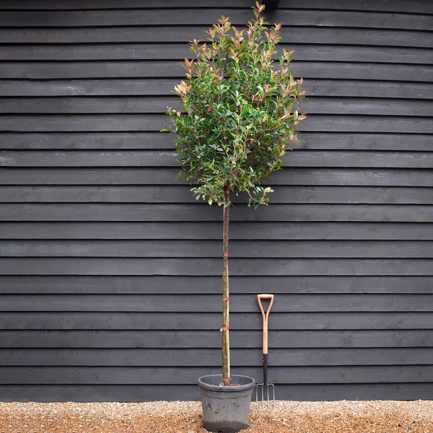 Photinia x fraseri Robusta Compacta - Standard Screening Tree - Clear Stem 150cm - Girth 8-10cm - Height 270-290cm - 45lt