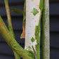 Betula utilis Snow Queen | Himalayan birch 'Doorenbos' - Girth 10-12cm - Height - 380-400cm - 70lt