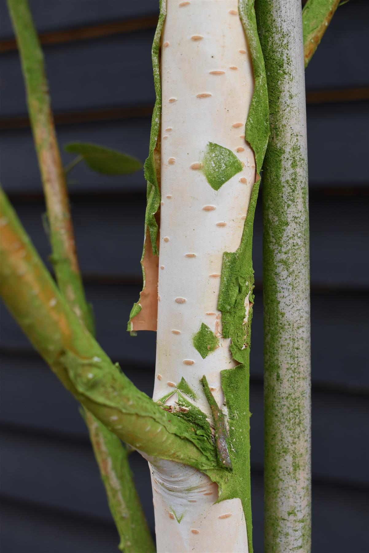 Betula utilis Snow Queen | Himalayan birch 'Doorenbos' - Girth 10-12cm - Height - 380-400cm - 70lt