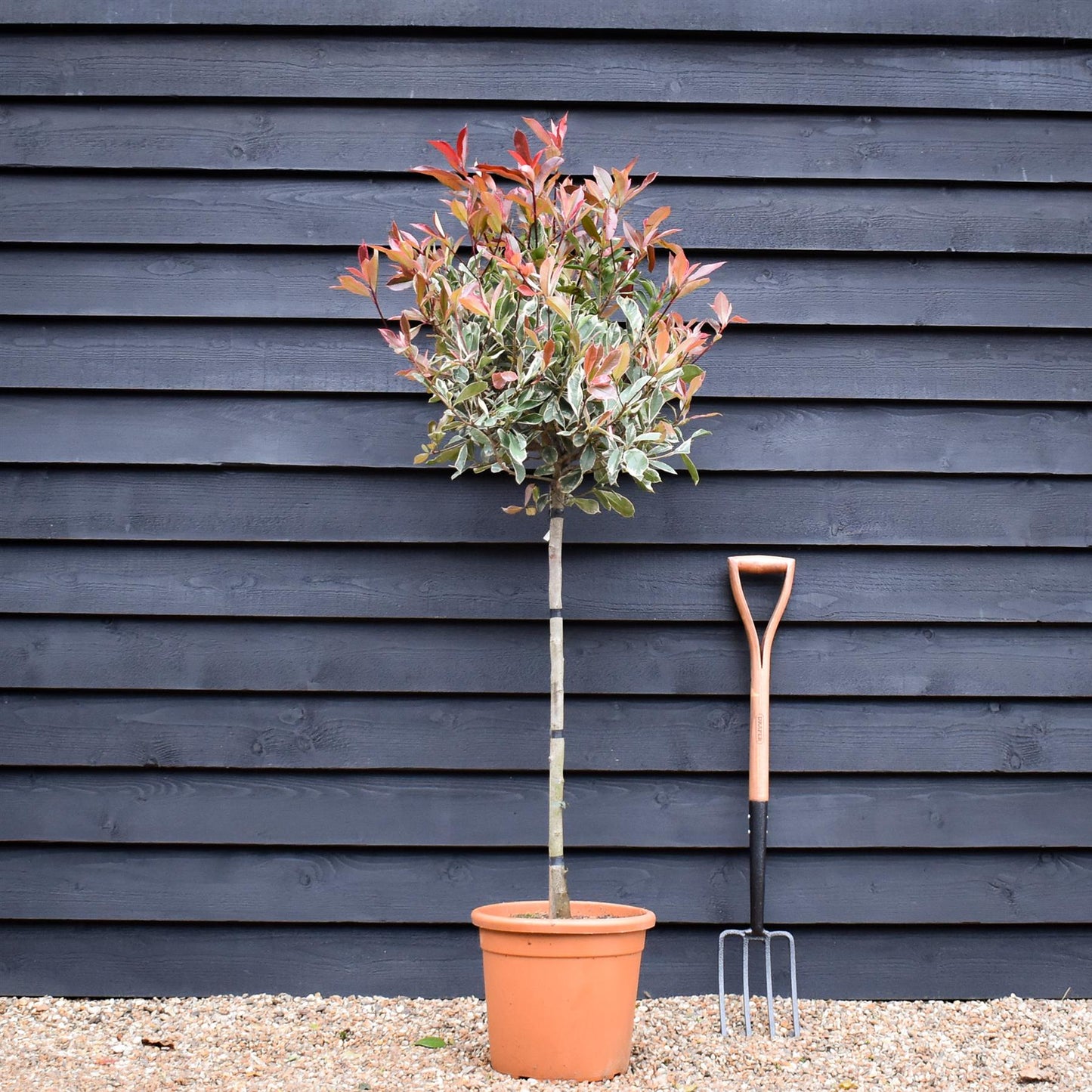 Photinia x fraseri 'Pink Marble' - Half Standard - Clear stem 100cm - Heigh 150-160cm - 18lt