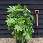 Fatsia Japonica (Japanese aralia) - 50/70cm, 20lt