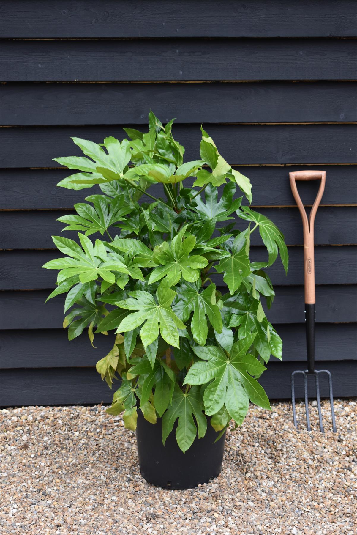 Fatsia Japonica (Japanese aralia) - 50/70cm, 20lt