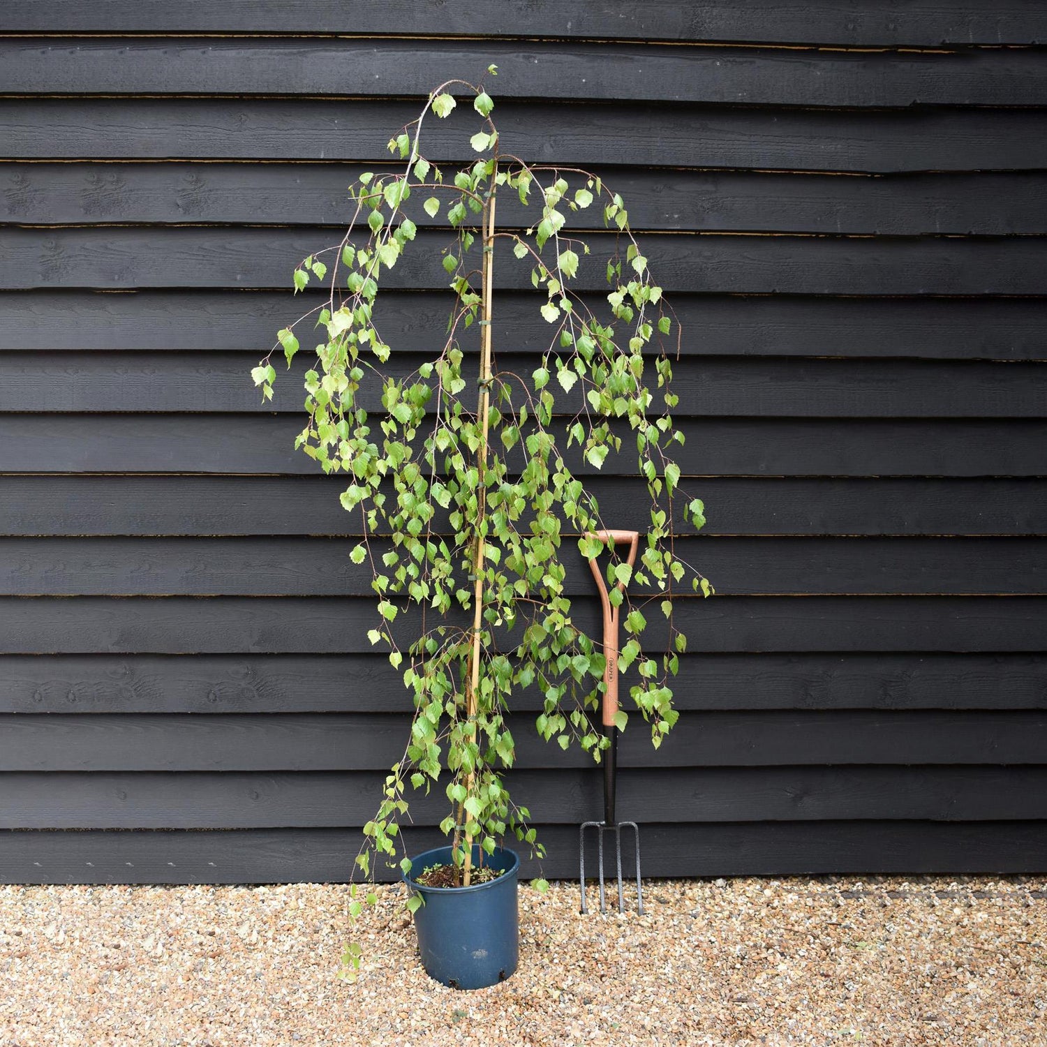 Young’s Weeping Silver Birch | Betula pendula Youngii - Height 120-150cm - 10lt