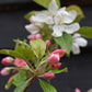 Malus 'John Downie' - Clear Stem - Standard - Girth 10-12cm - Height 310-330cm - 70lt