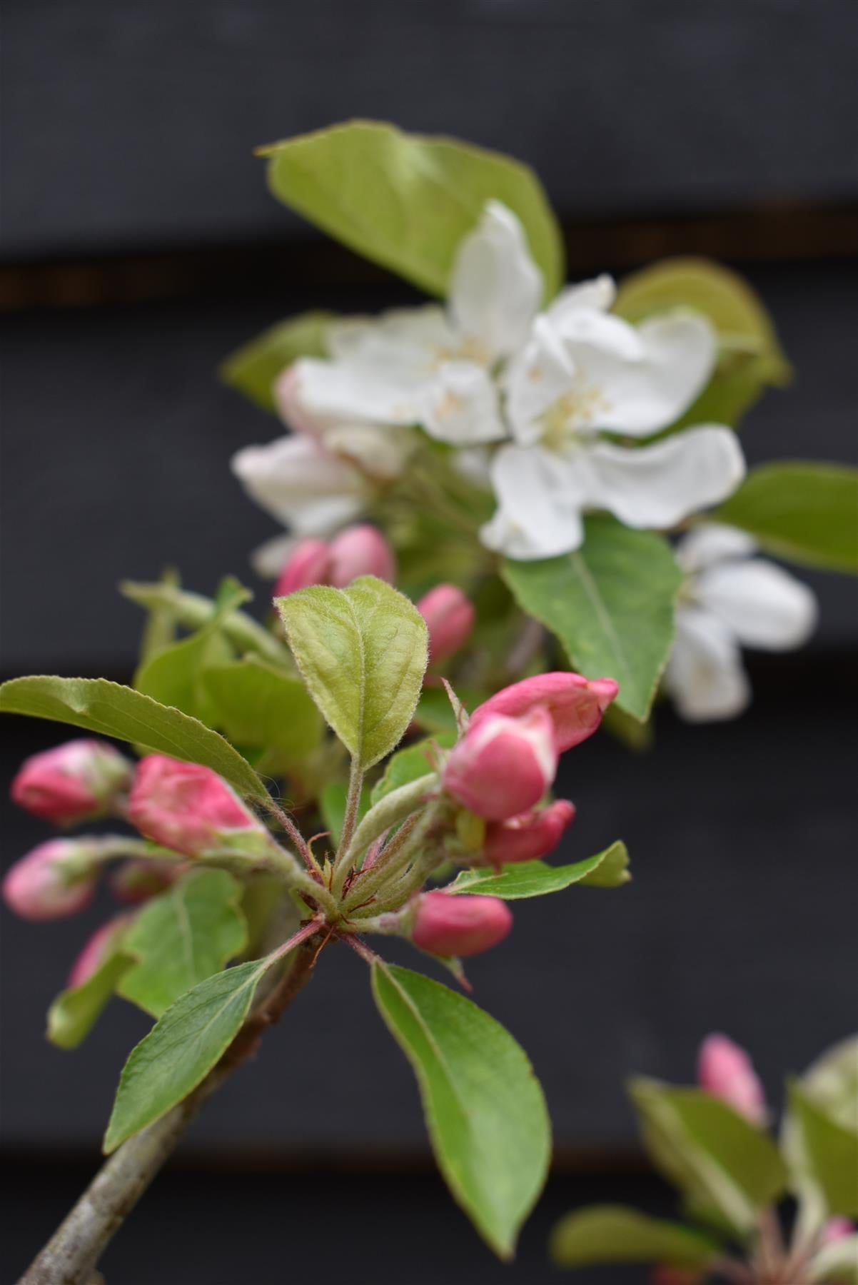 Malus 'John Downie' - Clear Stem - Standard - Girth 10-12cm - Height 310-330cm - 70lt