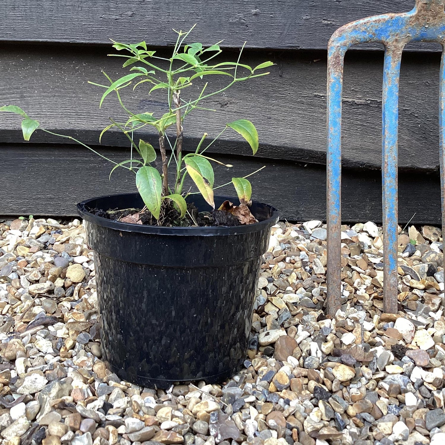 Nandina domestica Brightlight - 10-20cm - 3lt