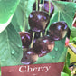 Cherry 'Sunburst' on Colt | Prunus Avium - Semi-Dwarfing - 160-170cm - 12lt