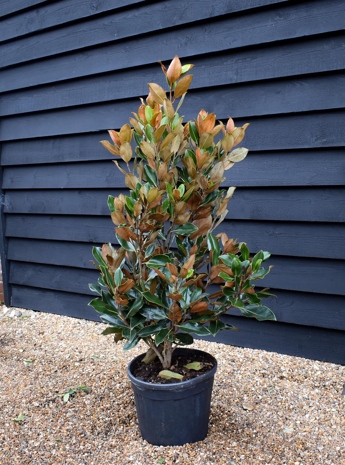 Magnolia Grandiflora Little Gem | Southern Magnolia ‘Little Gem’ - Bush - Height 100-120cm - 15lt