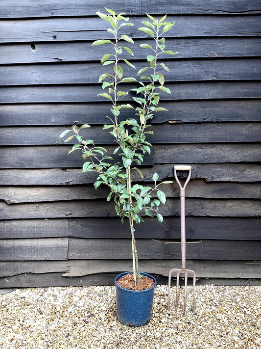 Apple tree 'Kidd's Orange Red' | Malus domestica - M26 - Dwarfing - 140-150cm - 10lt