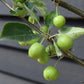 Malus 'Golden Hornet' | Flowering Crab Apple Tree, Height 240-260cm - 20lt