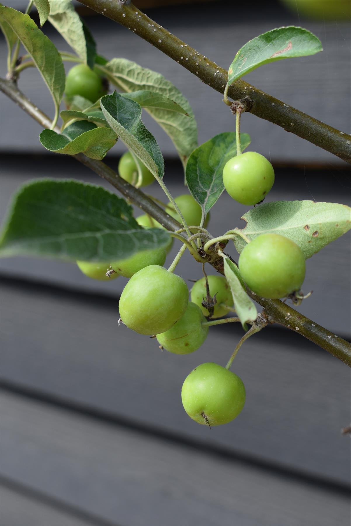 Malus 'Golden Hornet' | Flowering Crab Apple Tree, Height 240-260cm - 20lt