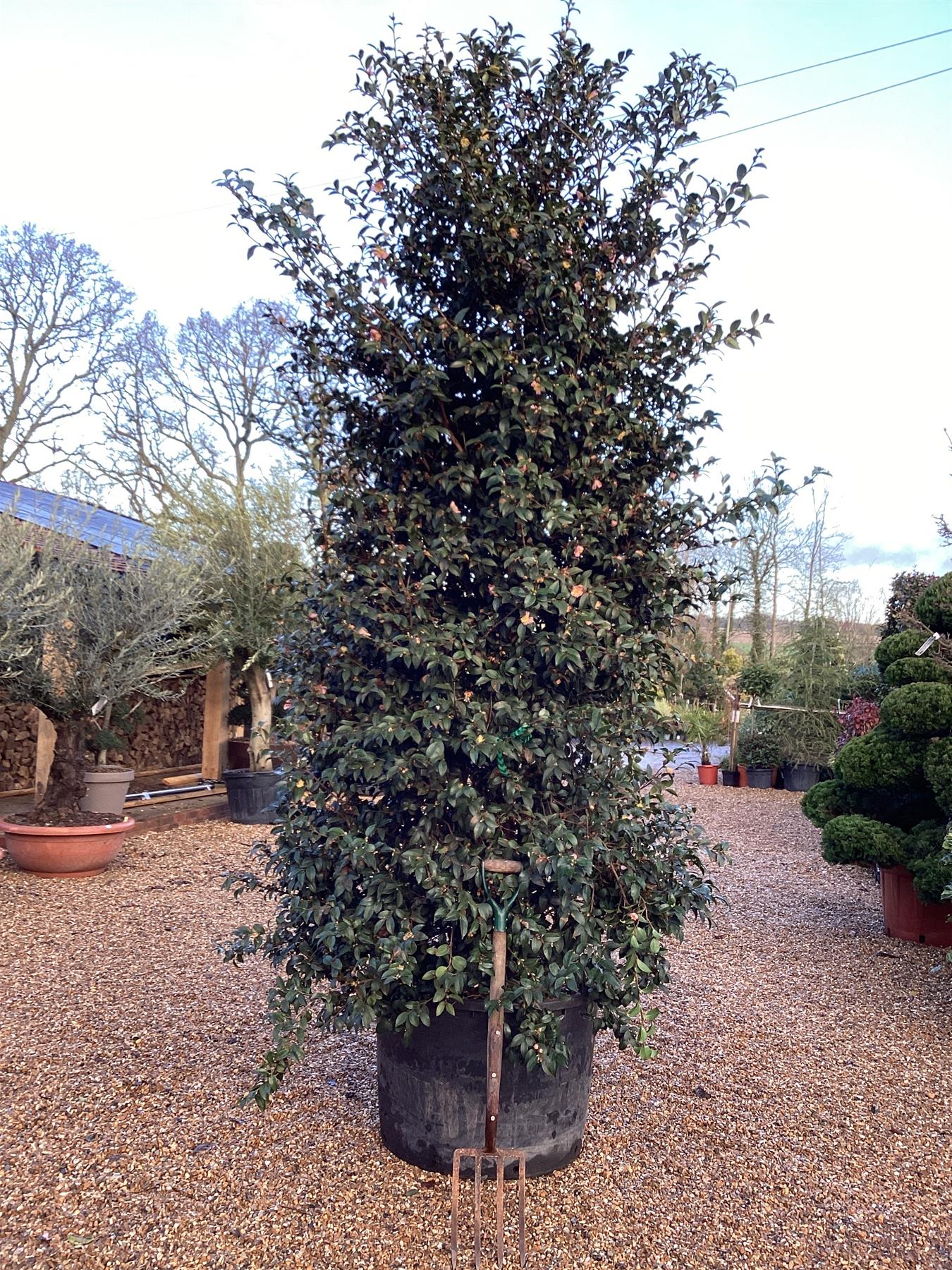 Camellia sasanqua Plantation Pink - 375cm, 250lt