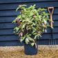 Photinia serratifolia - Pink Crispy - Bush - Shrub - Hedging - Height 100-110cm - 20lt